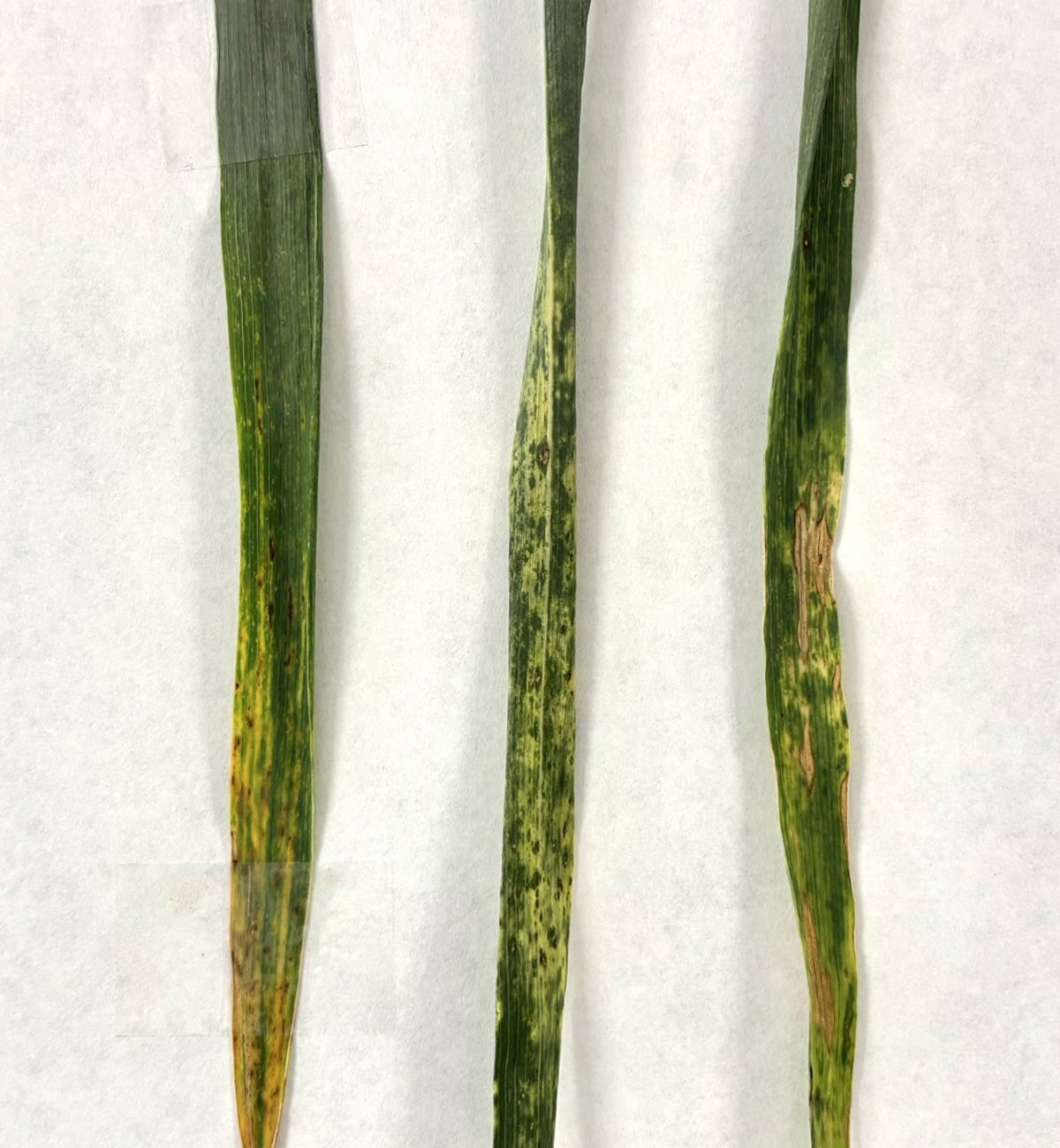 Three blades of wheat grass exhibiting Alternaria symptoms.