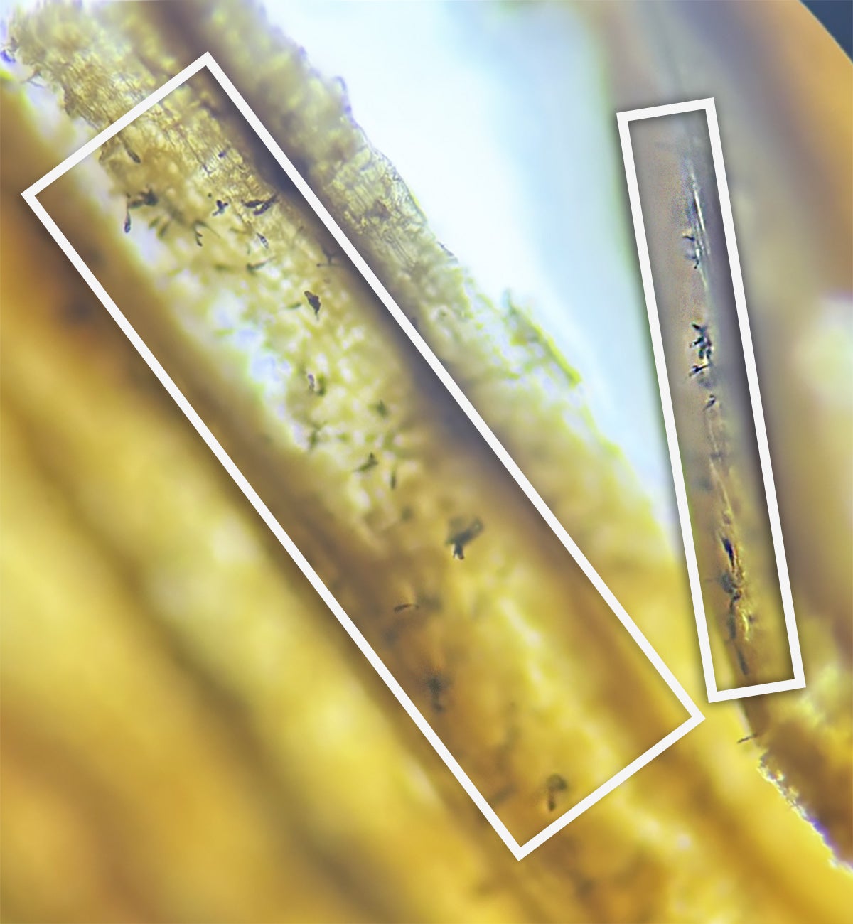 Magnified image of conidia spores on a spring wheat blade highlighted by white boxes.