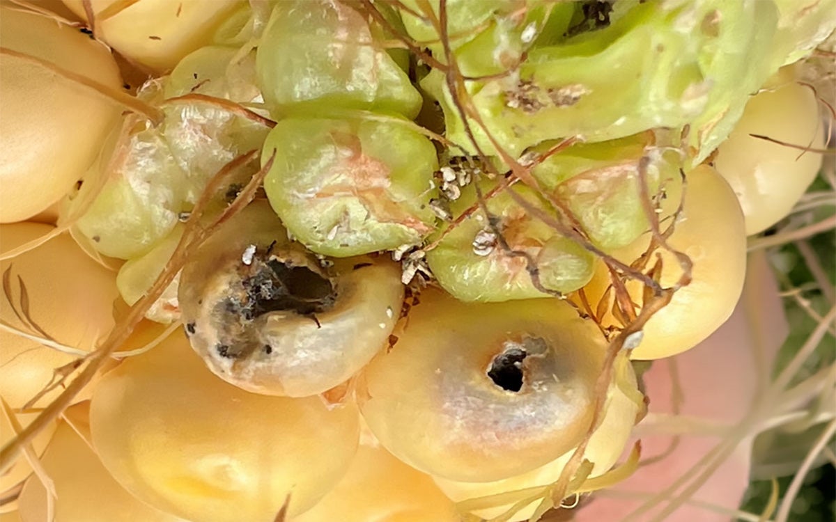 Yellow corn kernels with damage. 
