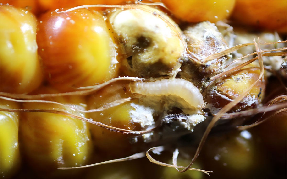 White larva with brown head feeding on corn kernels.