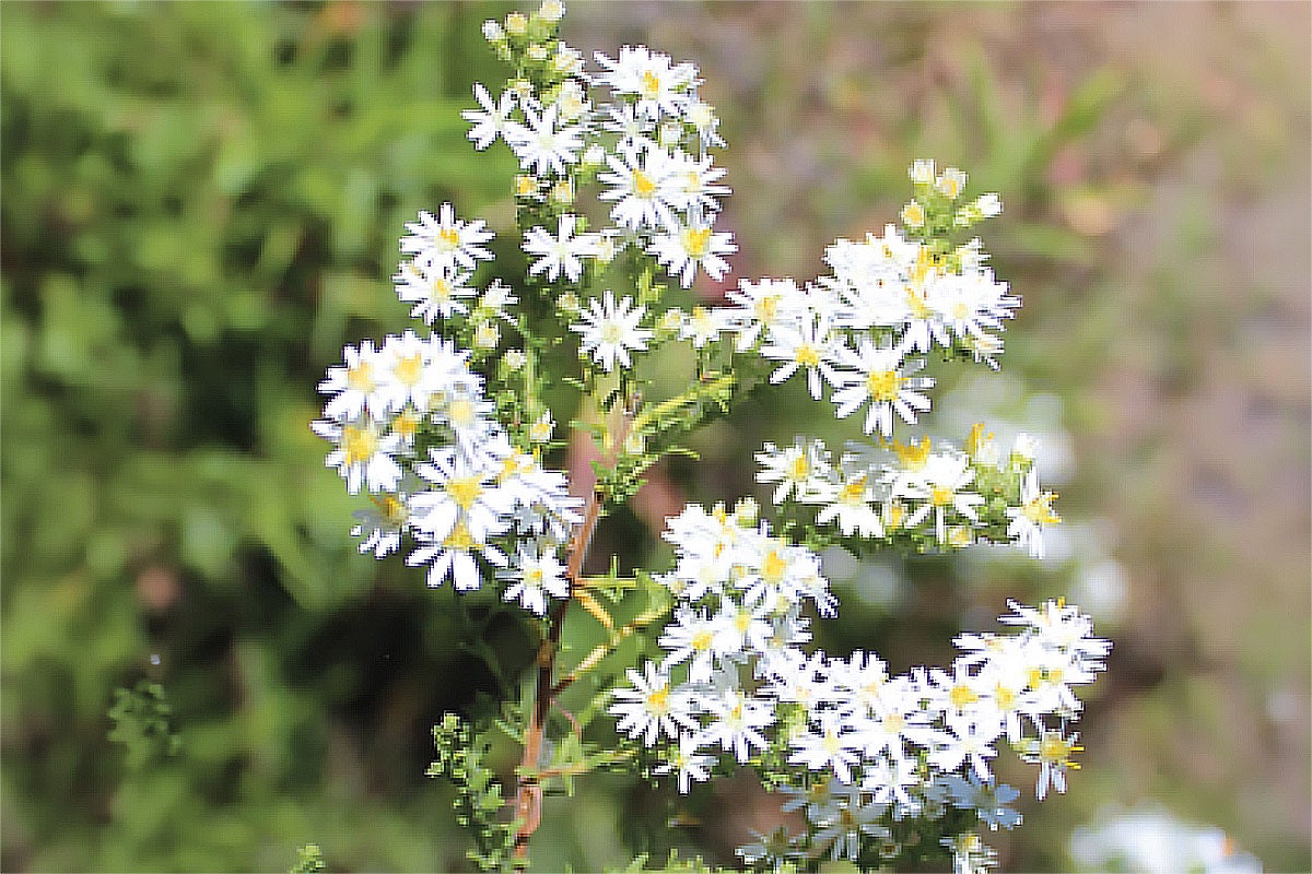 Photograph of a white flowering plant with multiple flower clusters growing among green grass.