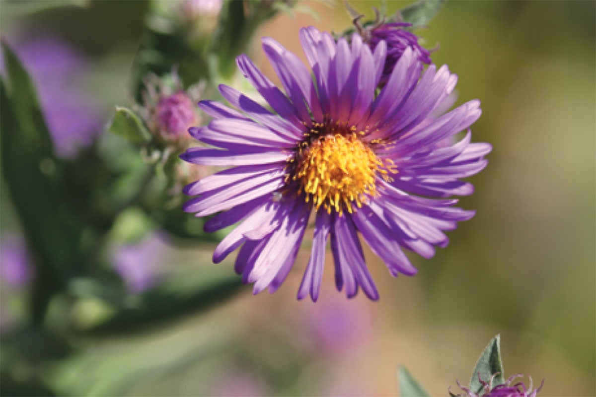 Photograph of a purple wildflower with yellow center growing among tall grass and green foliage.