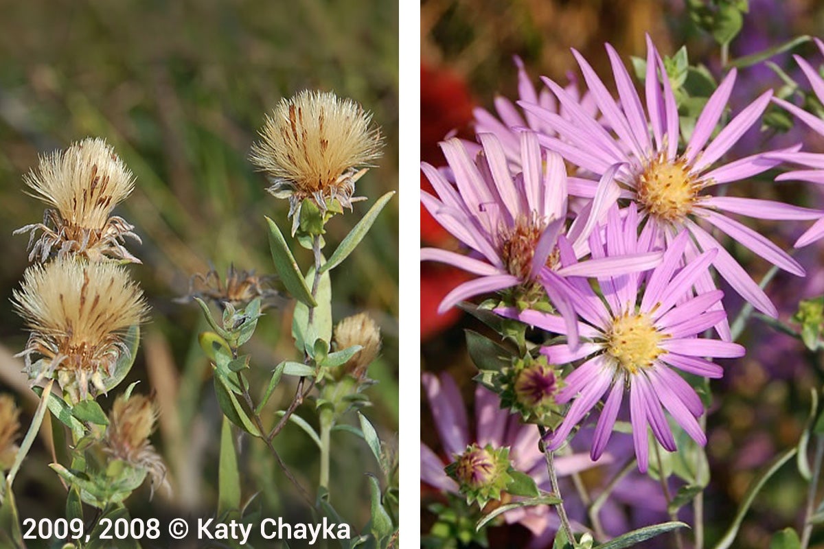 Left: Several dried wildflowers with fluffy, light brown seed heads and green stems against a blurred natural background. Right: Light purple flowers with yellow centers surrounded by green leaves and unopened buds.