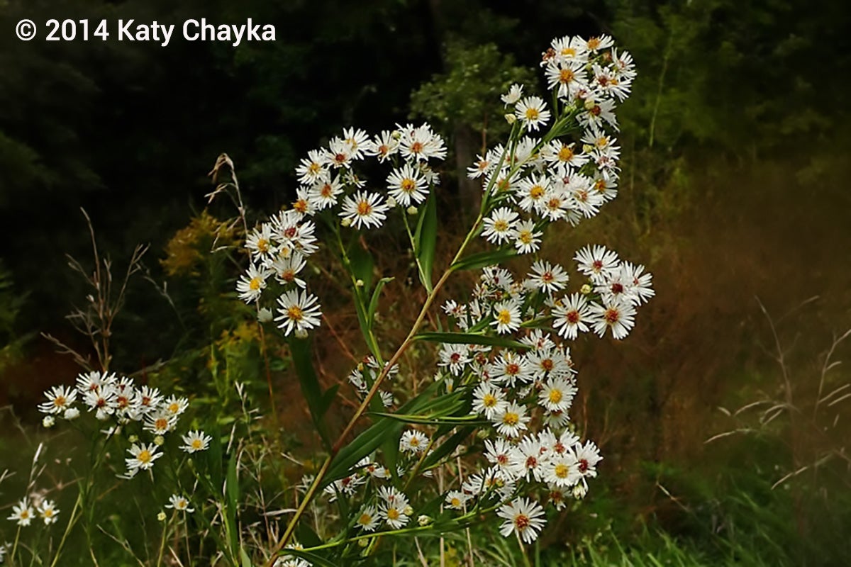 Photograph of a cluster of white wildflowers with yellow centers growing in a natural, grassy area with a dark, blurred background.