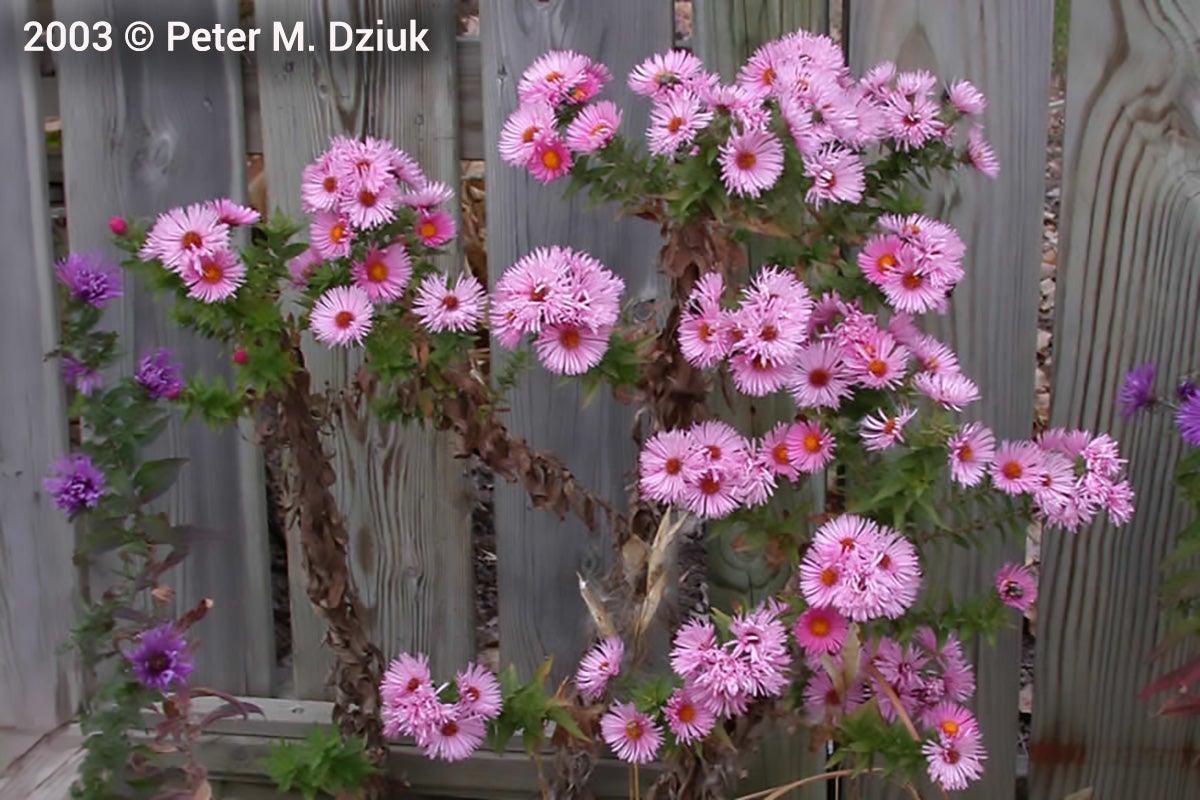 Photograph of a cluster of pink asters with orange centers growing against a weathered wooden fence.