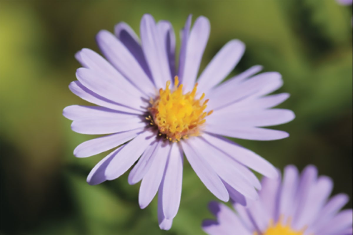 Photograph of a small purple flower with a yellow centers growing in a grassy field.