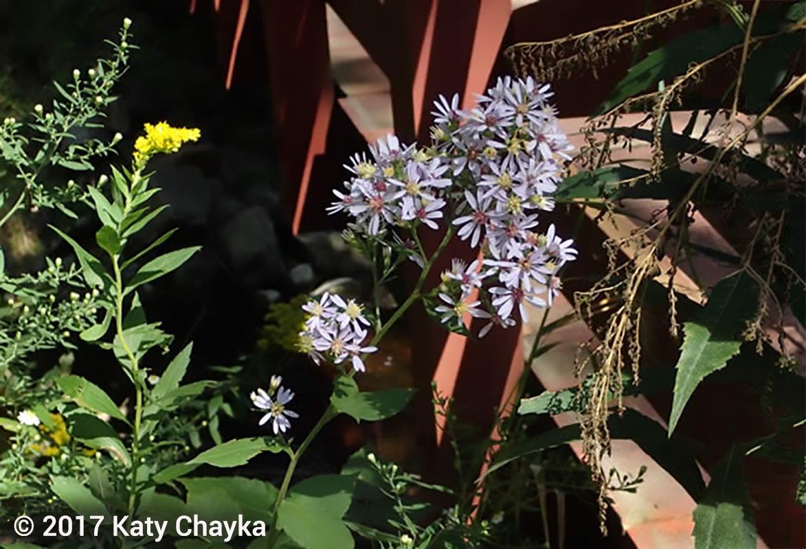 Photograph of a cluster of light purple wildflowers with yellow centers growing among green foliage near a rust-colored fence.