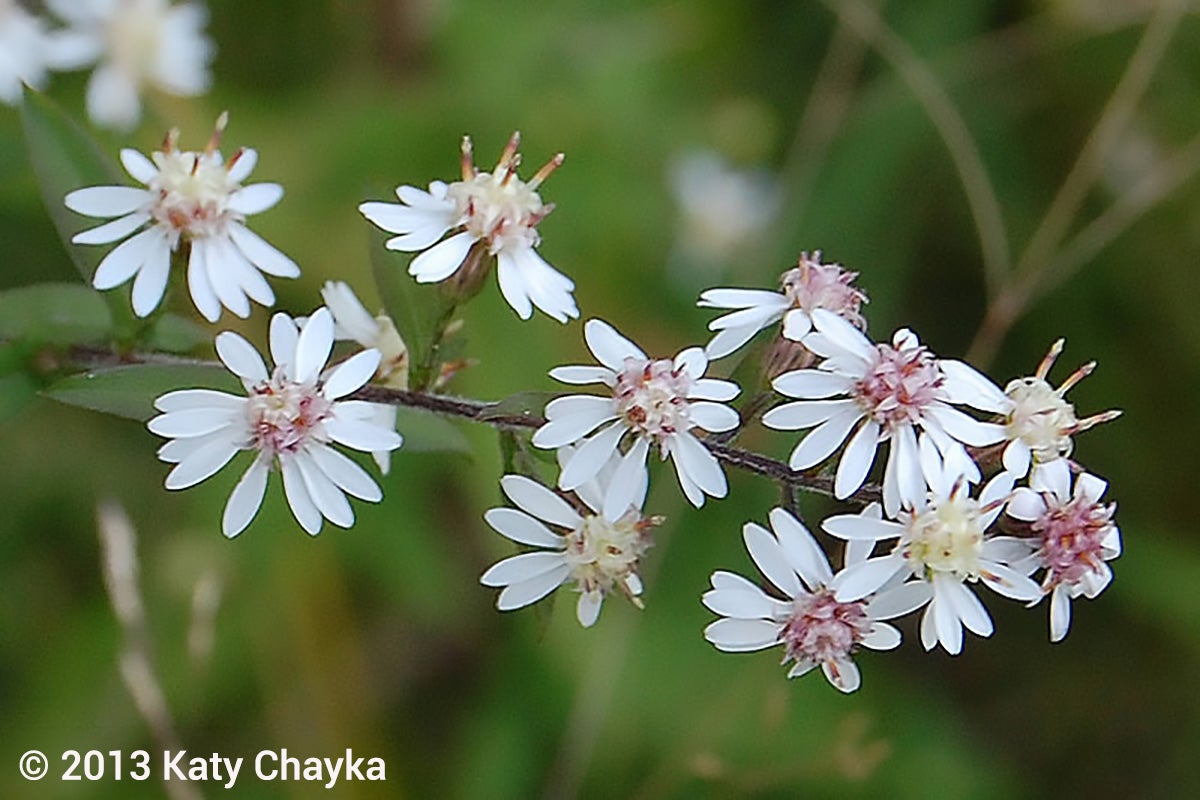 Photograph of a cluster of small white wildflowers with pink and yellow centers on a thin brown stem against a blurred green background.