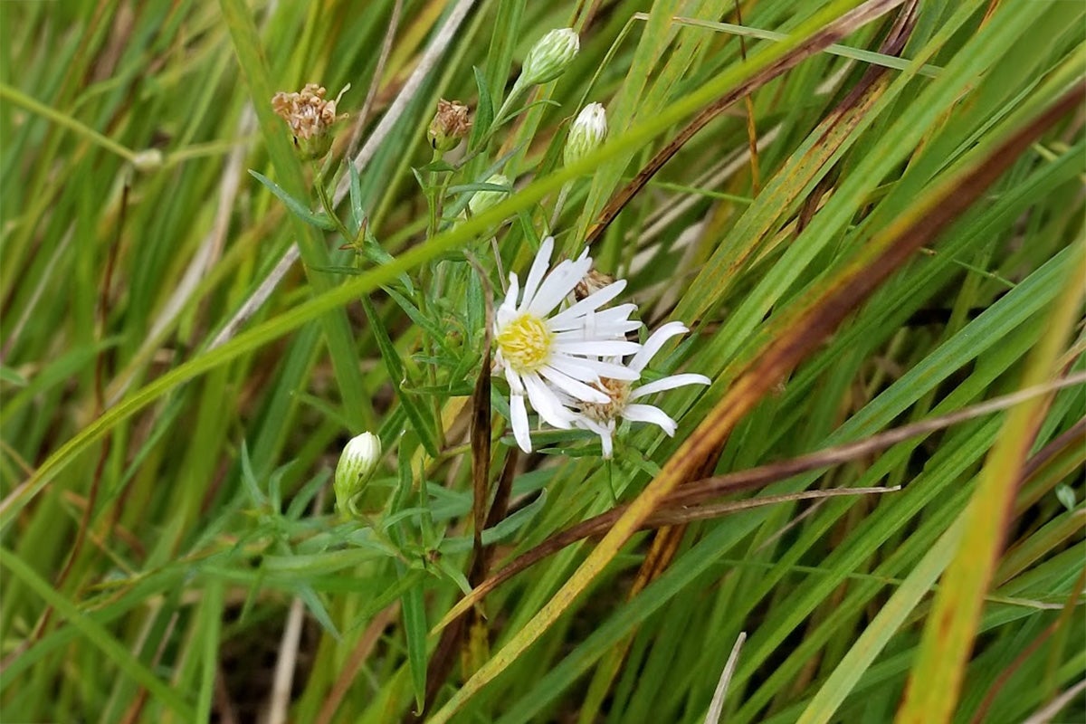Photograph of a white wildflower with a yellow center surrounded by green and brown grass blades.