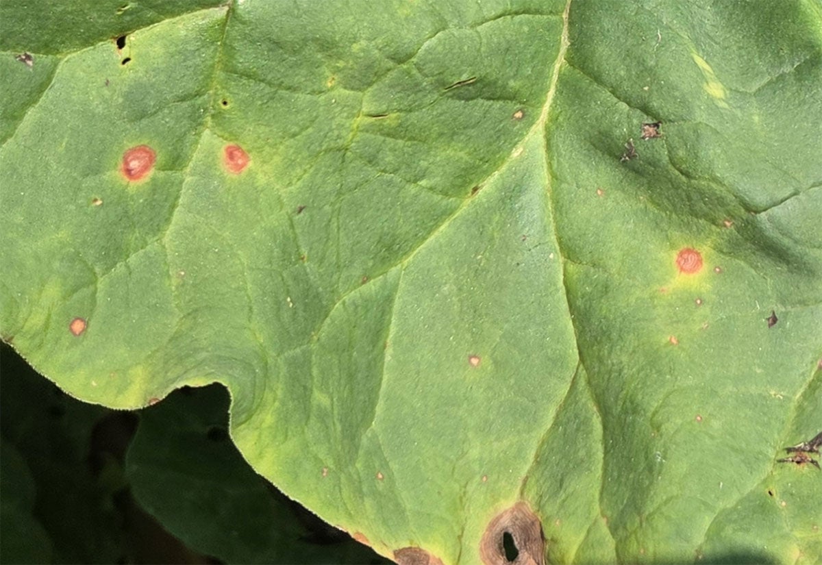 Rhubarb leaf with small, red circular lesions throughout.