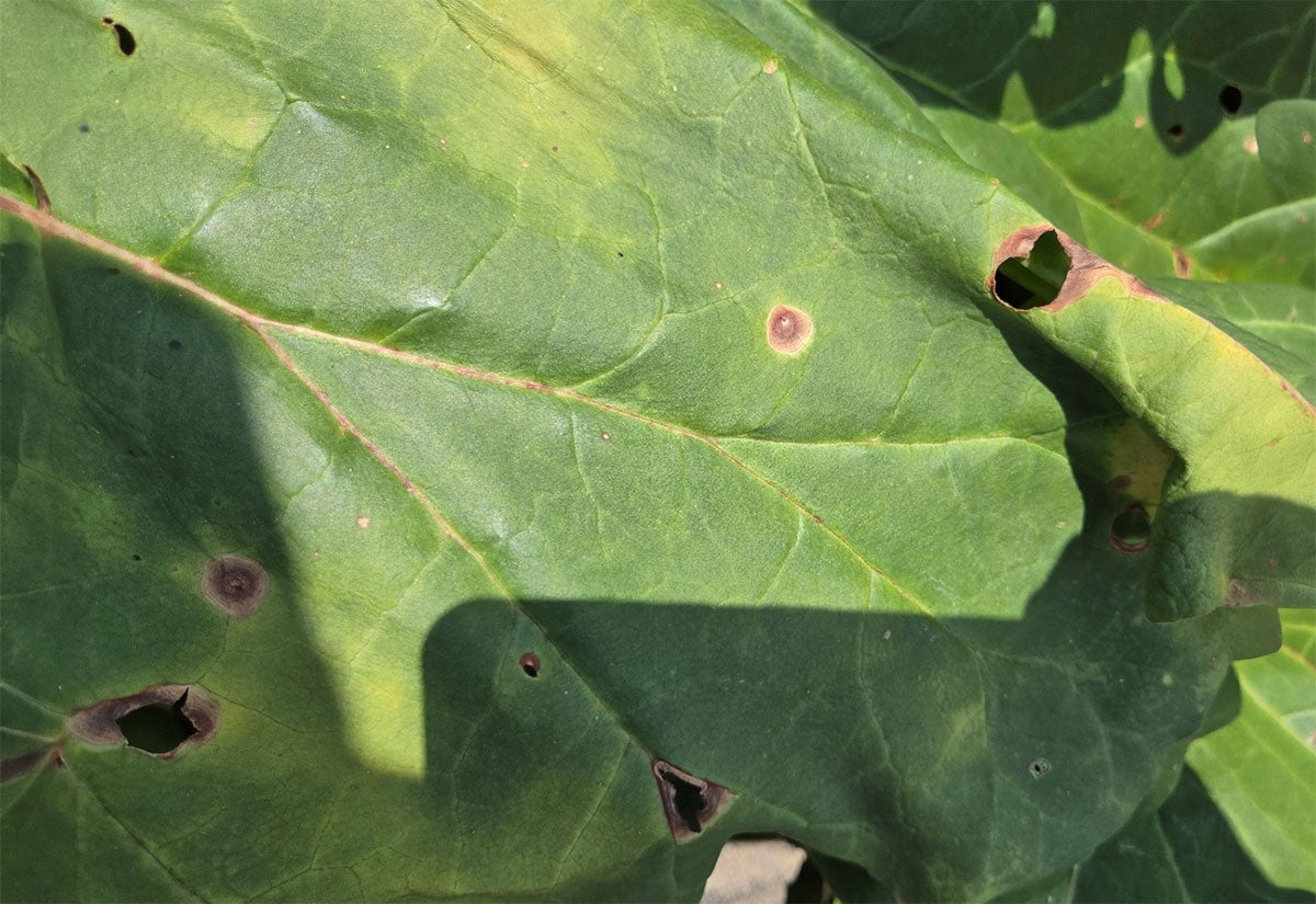 Rhubarb leaf with Ascochyta leaf spot symptoms throughout.
