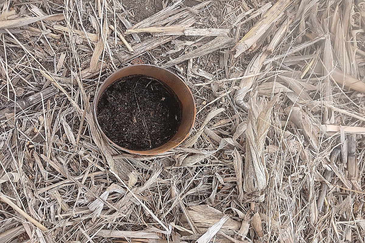 Sample of rich, moist soil in a no-till field covered with crop residue.