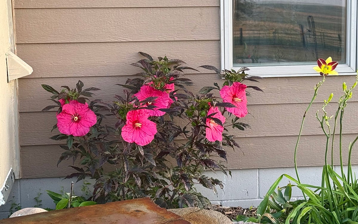 A first-year planting of hardy hibiscus plant with large, pink flowers growing alongside a house.