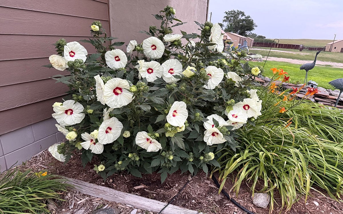 A large, hardy hibiscus plant with white flowers growing in a sheltered area alongside a house.