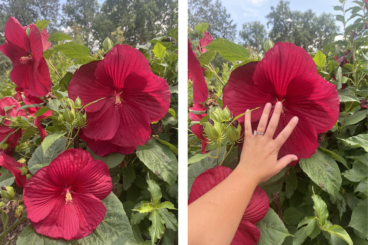 Two photos showcasing the bright, ruby-red color and massive size of Hibiscus moscheutos ‘Cocker’ flowers at McCrory Gardens.