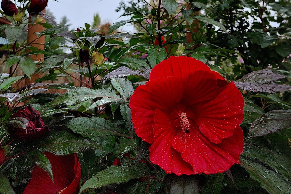 Bright-red Midnight Marvel Hardy Hibiscus flower growing among hardy foliage at Reptile Gardens.