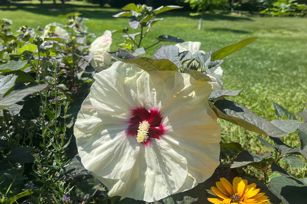 : Large, white Summerific ® ‘Coconut Cream’ flower in bloom at McCrory Gardens.