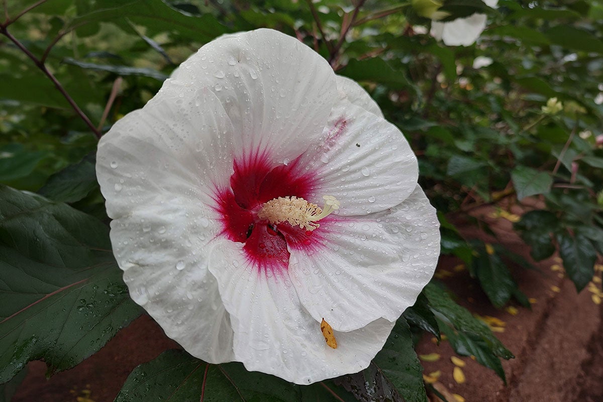 Large, white ‘Mocha Moon’ flower in bloom at Reptile Gardens.