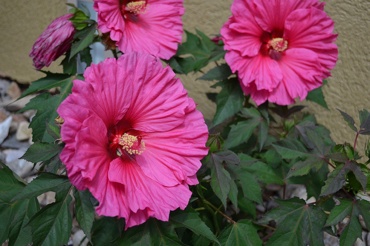 Large, bright-pink ‘Watermelon Ruffles’ flowers in bloom at Reptile Gardens.