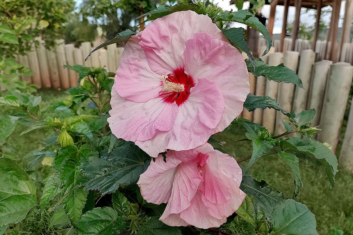 Large, light-pink Summerific ‘Spinderella’ flowers in bloom at Reptile Gardens.
