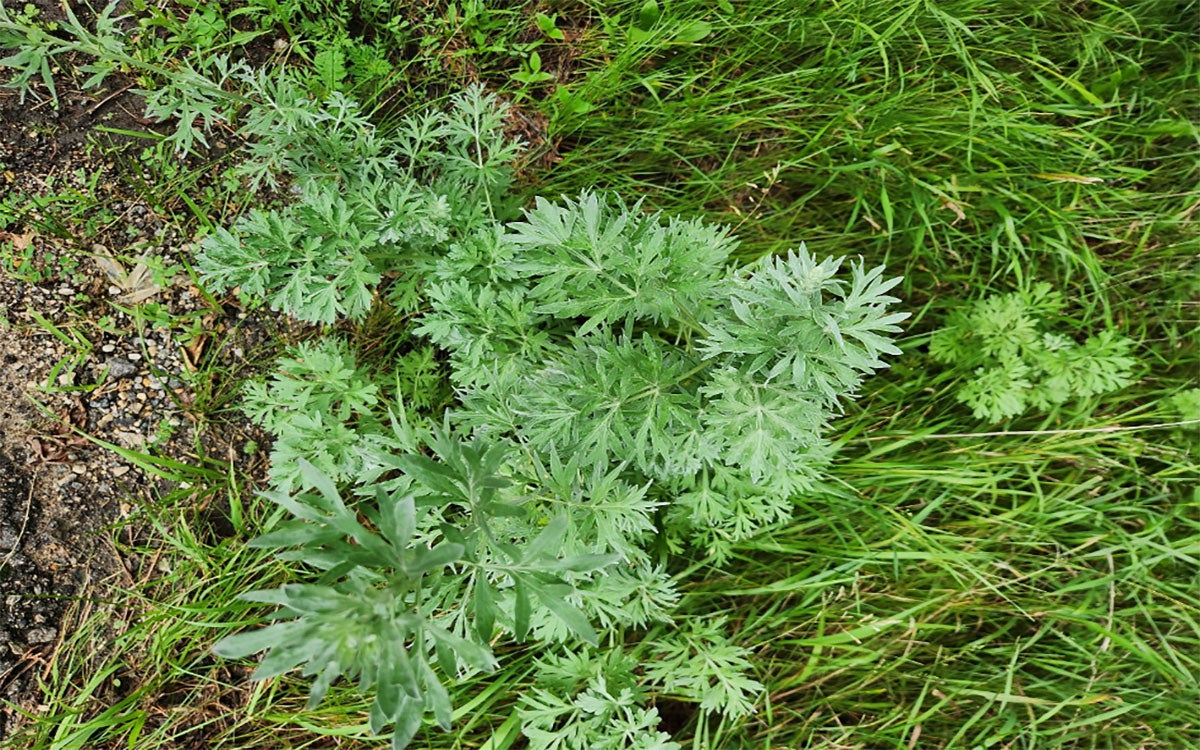 Mature absinth wormwood plant with white powdery appearance on leaves.