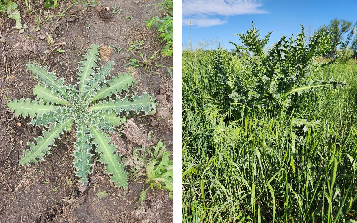 Left: First-year biennial thistle rosette. Right: Second-year thistle plants at the pre-budding stage.