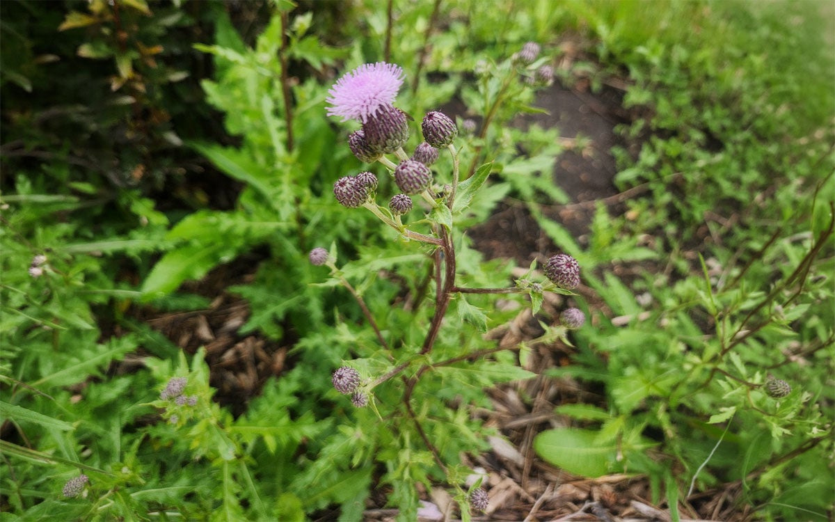 Flowering Canada thistle plant in a clearing.