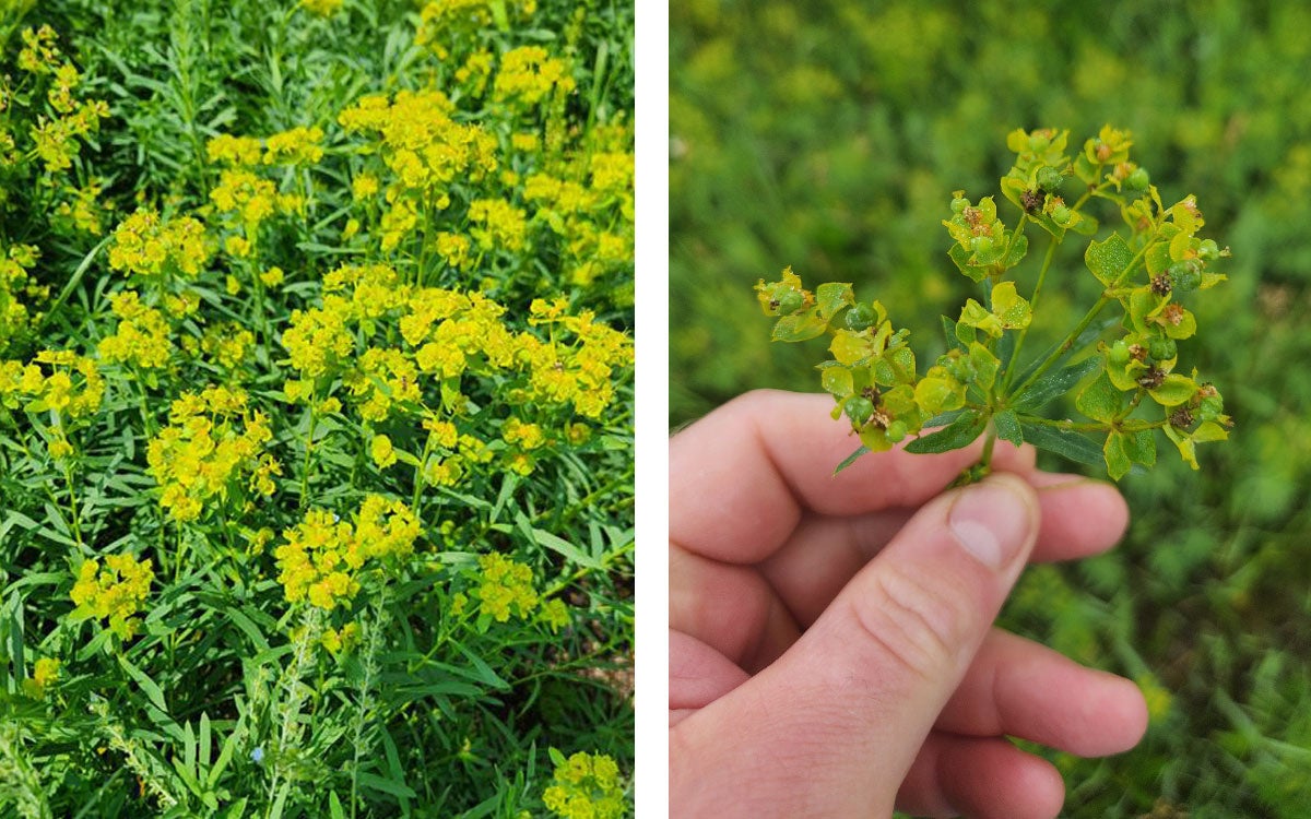 Left: Leafy spurge plants in the yellow bract stage. Right: Hand holding leafy spurge seed pods.