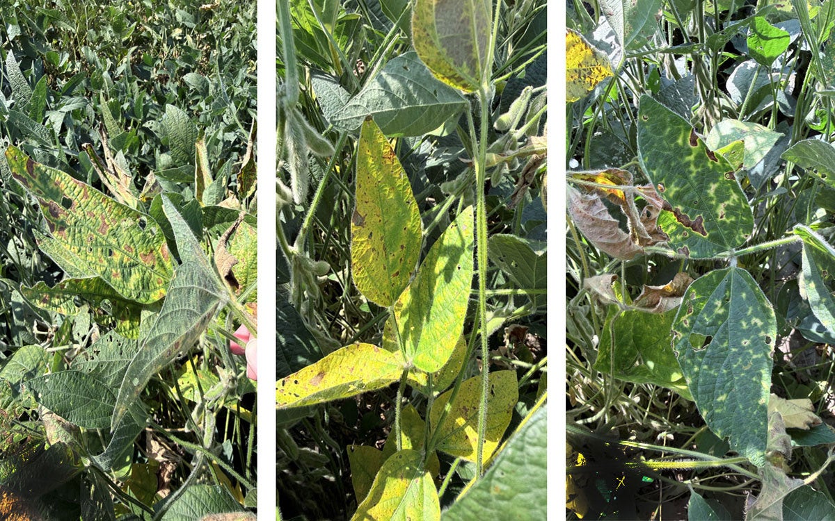 Uprooted soybean plant showing Red Crown Rot symptoms on the plant roots.