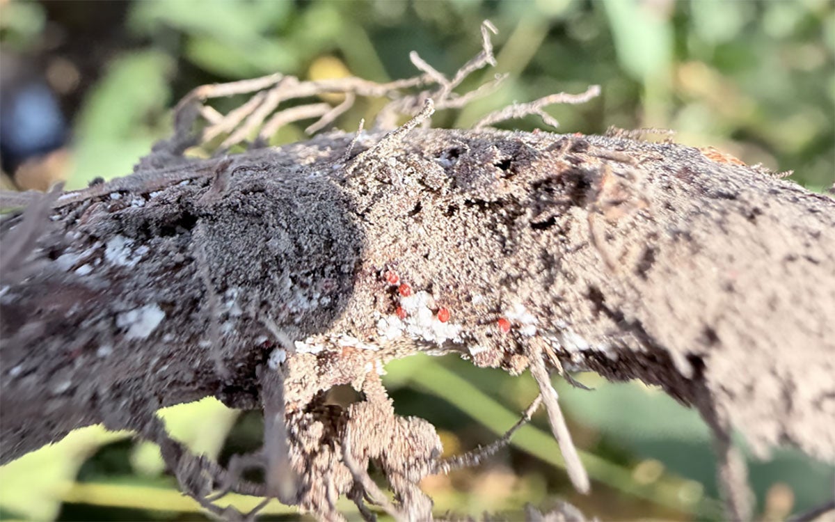 Soybean roots exhibiting Individual perithecia from Red Crown Rot infection.