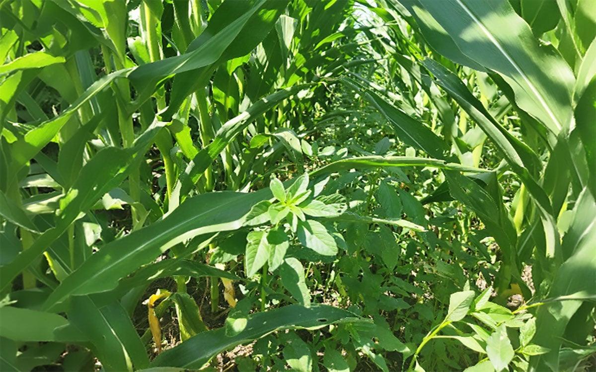 A picture of green corn plants with many green weeds in between.