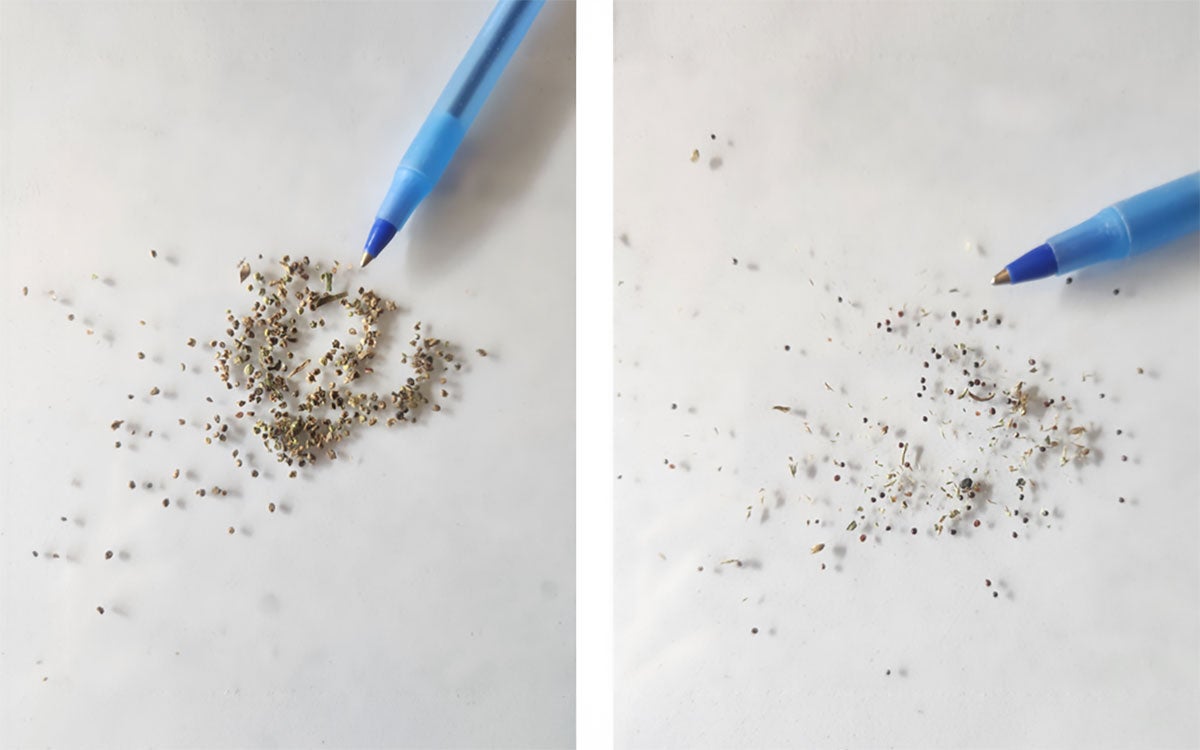 Two pictures of small, black to brown kochia and waterhemp seeds with a blue pen used to depict scale.