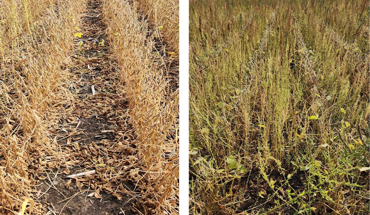 Two pictures: the left shows brown soybeans with no weeds present and brown soil easily visible. The right picture shows a soybean field that is hardly distinguishable from all the green weeds throughout.