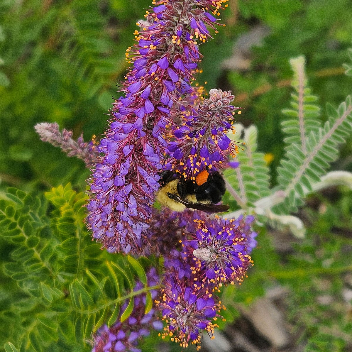 Close-up of leadplant flowers with orange stamens and a bumblebee covered in pollen