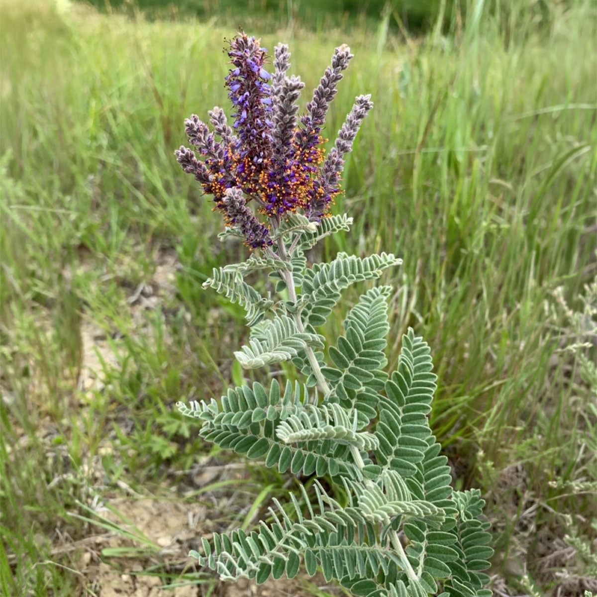 Leadplant with silvery foliage and a woody stem.