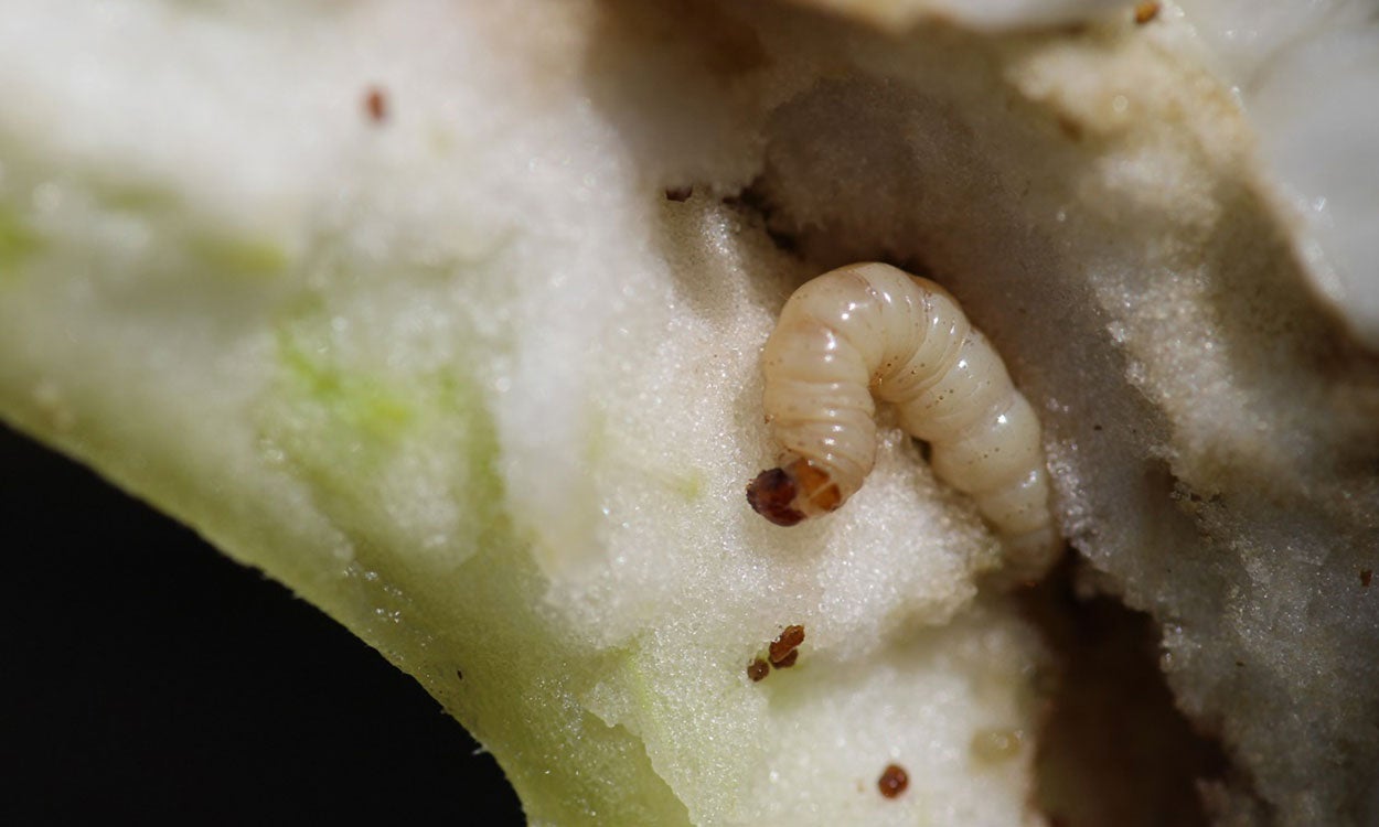 Light brown larva with black head.
