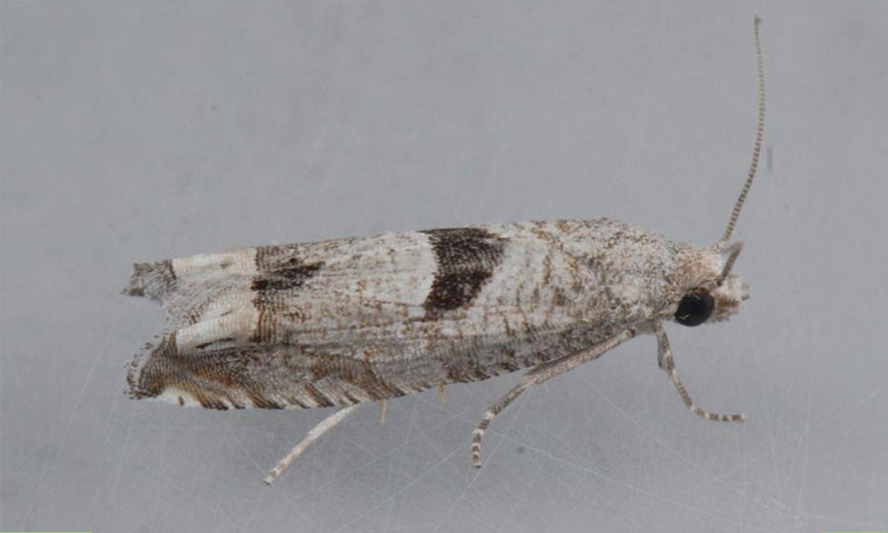 Greyish white moth with black marking on the top-middle of wings.