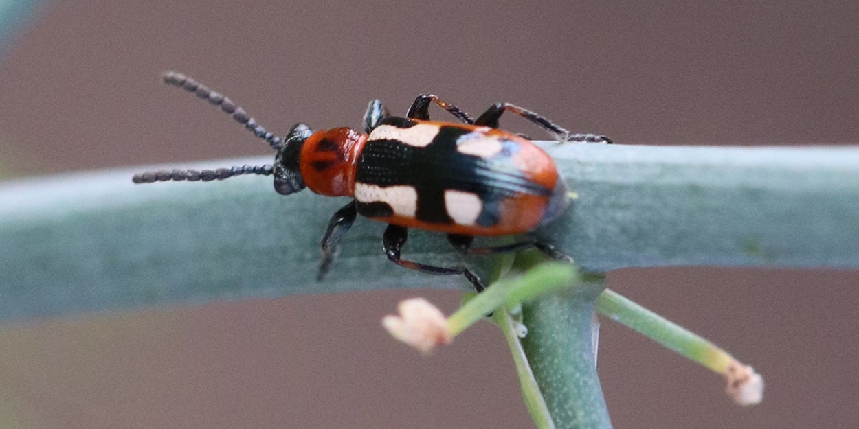 Orange and black beetle with white spots on its back. It is climbing on a green asparagus stem.