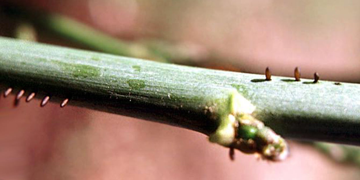 Dark brown cylindrical shaped eggs laid in rows on a green stem.