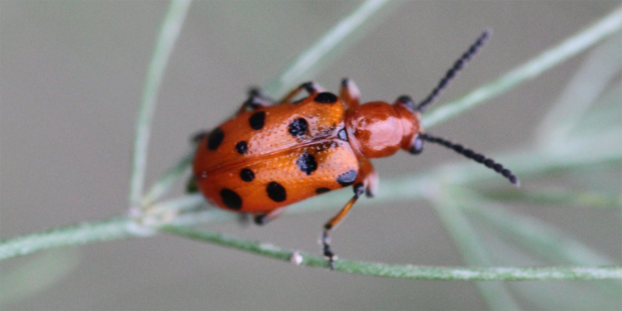 Bright orange beetle with 12 black spots sitting on an asparagus fern.