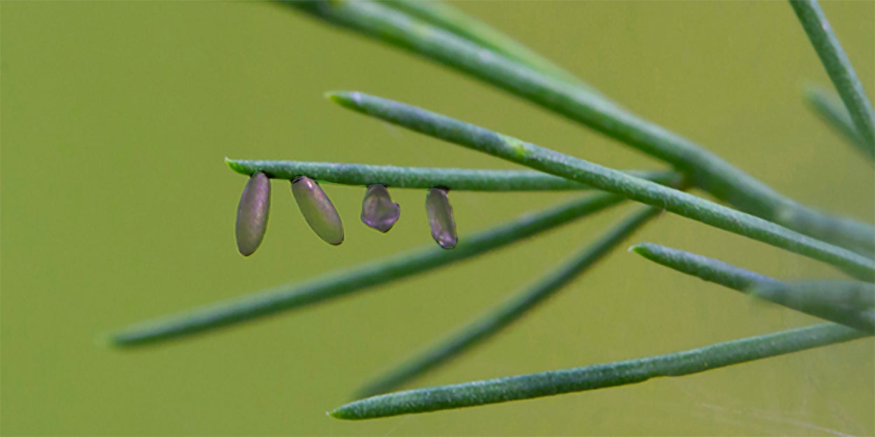 Twelve-spotted asparagus beetle eggs on asparagus fern.