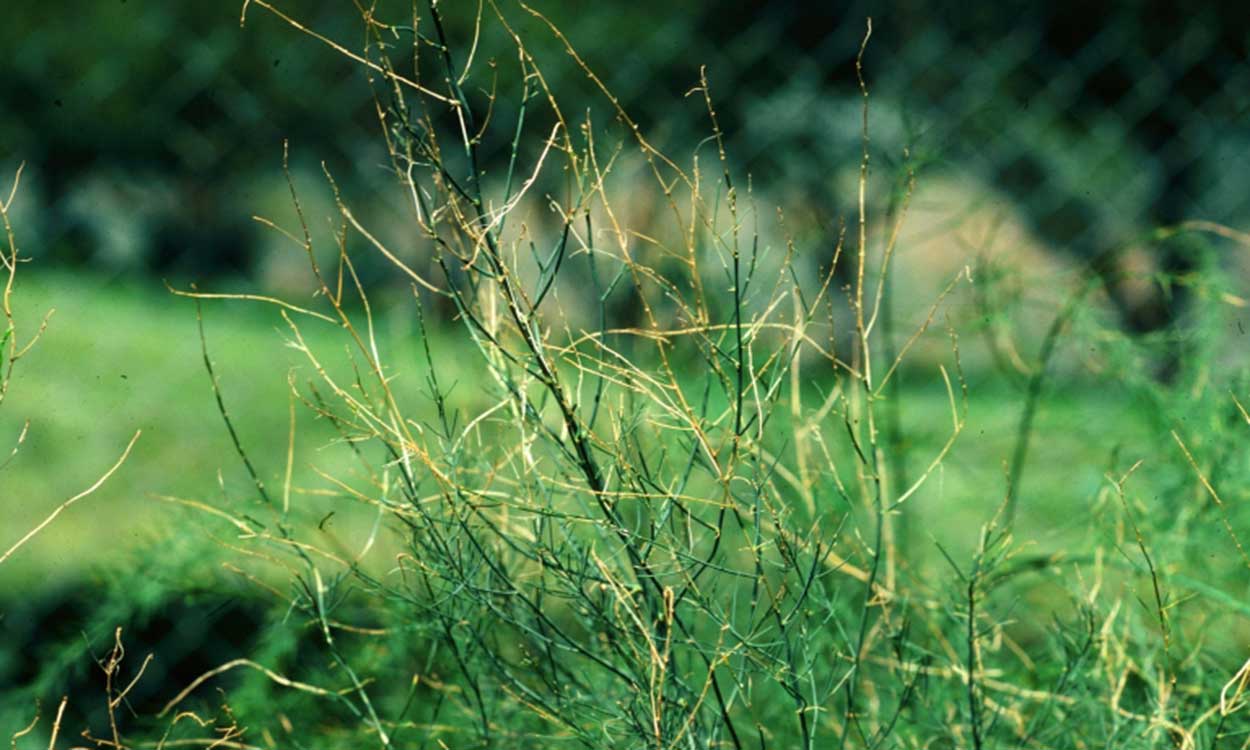 Green and yellow asparagus plant with no leaves and yellowed stems.