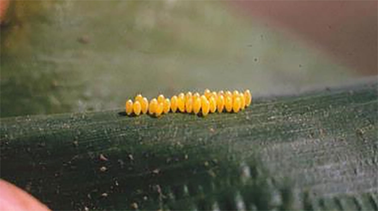 Oval-shaped yellow eggs laid in a clump on plant leaf. They are attached to the leaf on the skinny end of the egg.