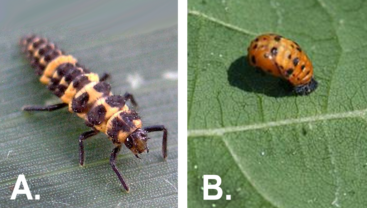 Left: Insect larva on corn leaf. Right: Orange pupae with black spots ona green leaf.