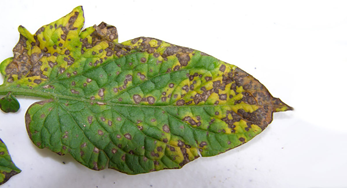 Tomato leaf with Septoria symptoms.