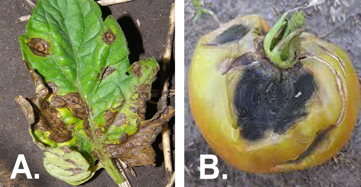 Early blight symptoms on tomato leaves and fruit.