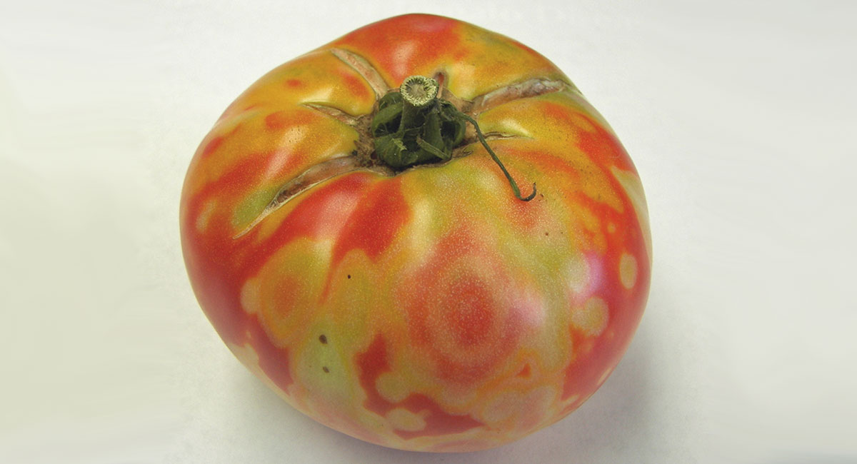 Tomato spotted wilt virus symptoms on fruit.