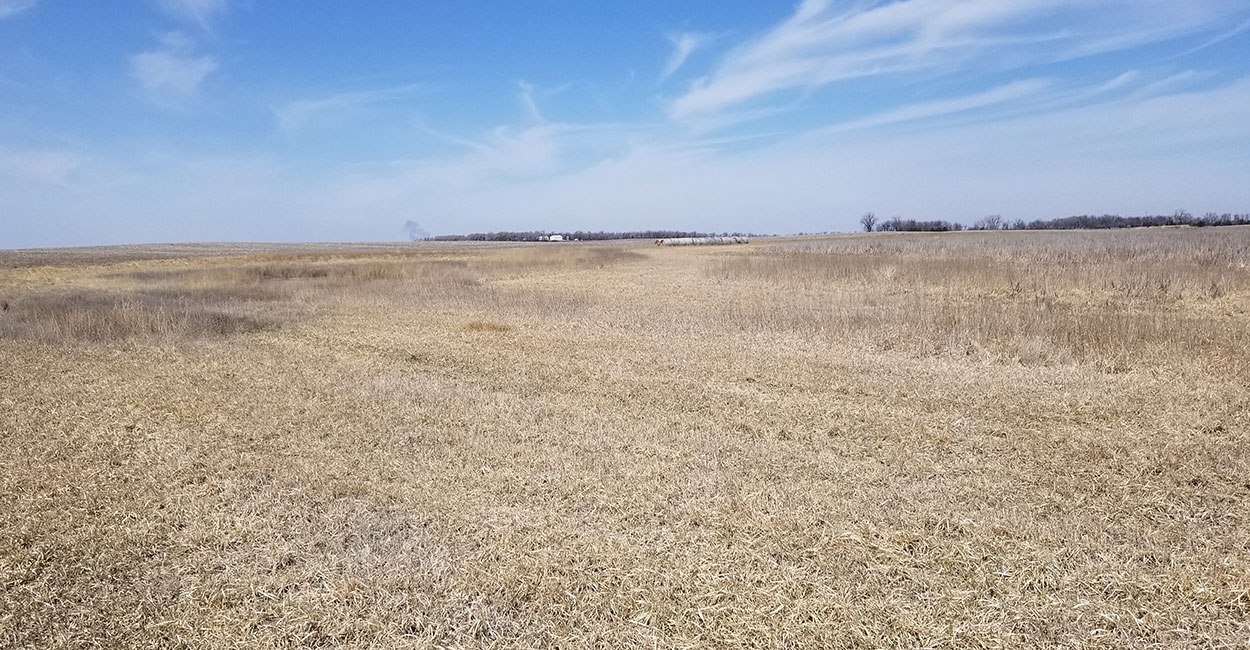 Salt-impacted field recovering, with active plant life growing throughout.