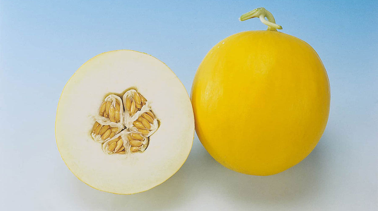 Amy melon on display.