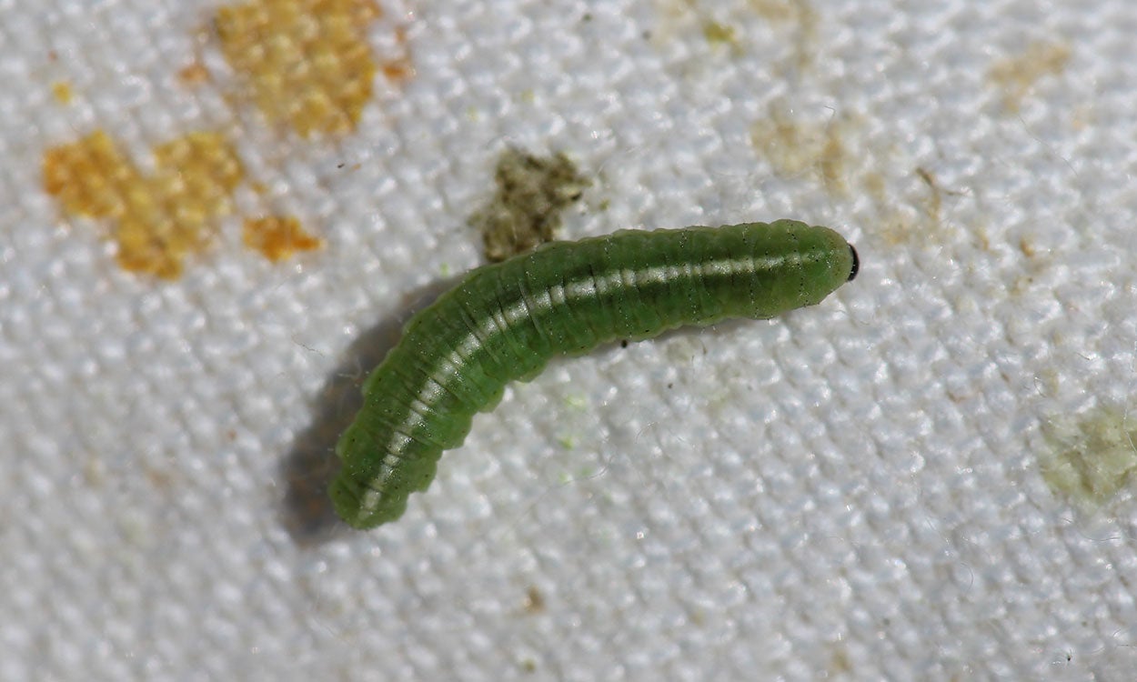 Green beetle larvae with white stripe and brown head.